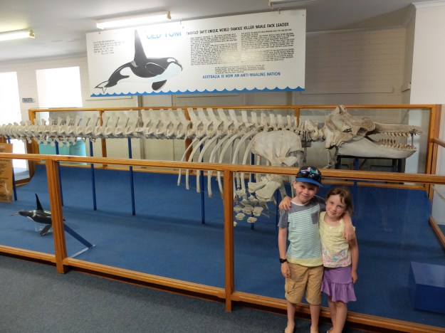 Tom the Orca - amazing intelligence!