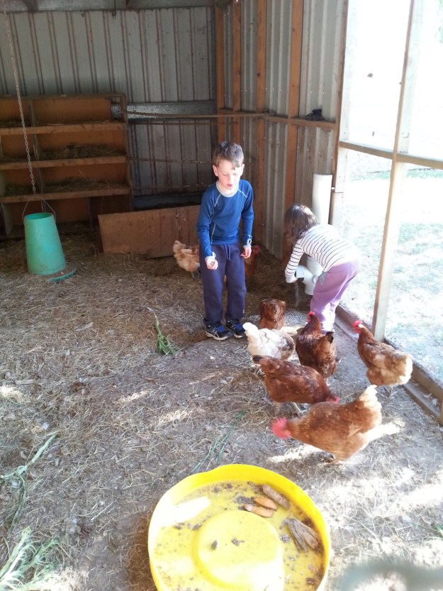 Chickens!