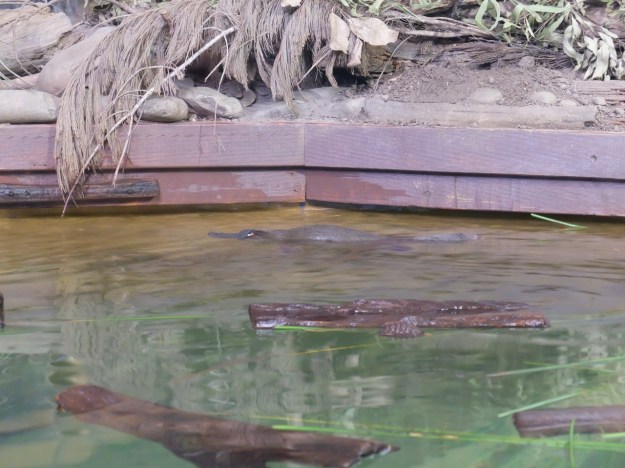 Platypus - fast and not easy to take a photo of (see him, at the back?)