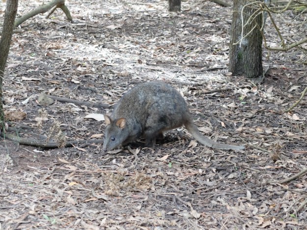 Friendly Pademelons had found a little enclave out of the elements
