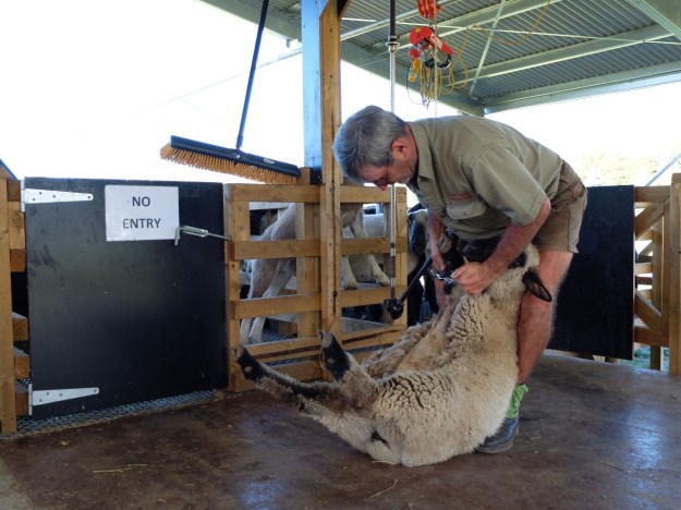 Sheep sheering, cow milking, pig feeding - all in a normal day at this park!