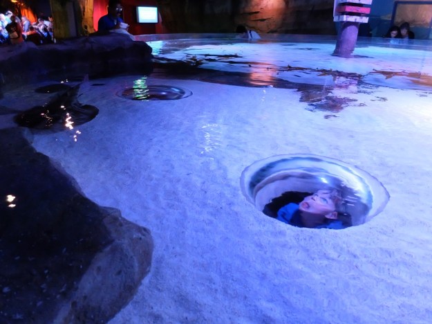 Melbourne Aquarium - cool spy holes!