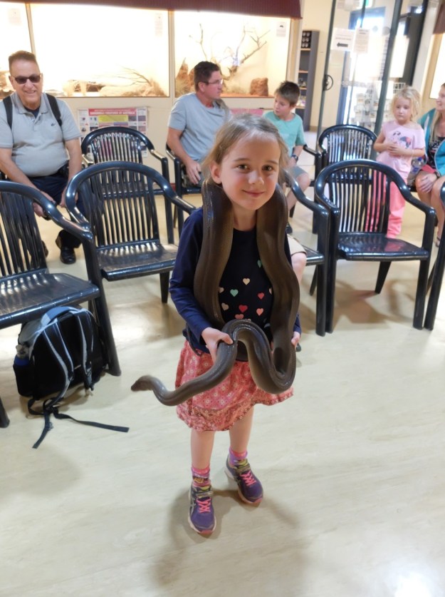 The 4m Olive Python - at this time of year its cold, so it makes it way to the neck and head where its warm!