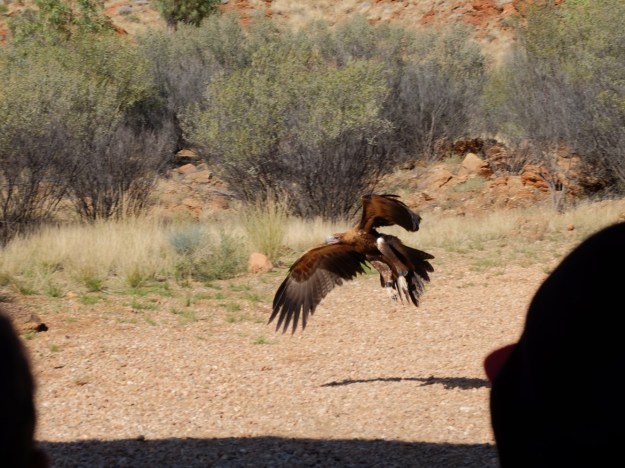 The Apex Predator is a fierce sight to see by the roadside or in flight!