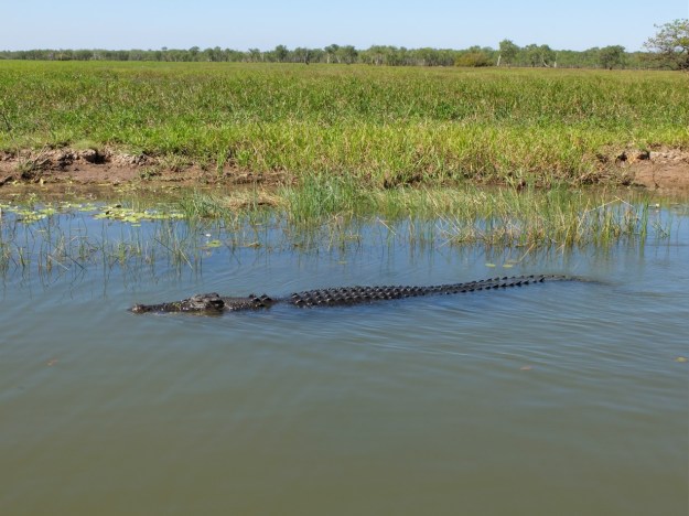 Salties were everywhere on the afternoon cruise!