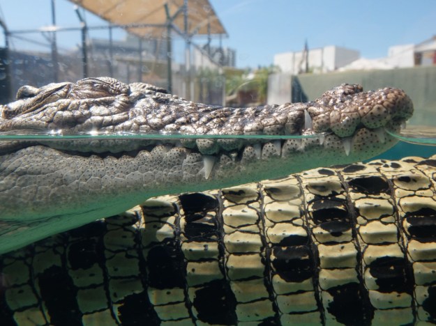 Even the babies are pretty impressive