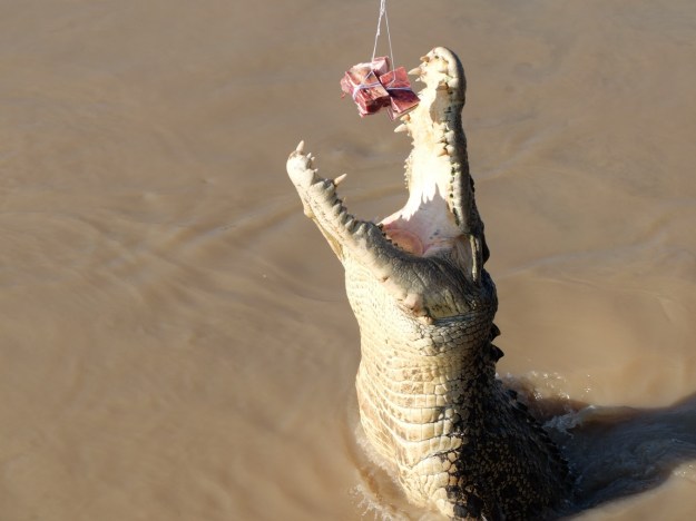 Jumping Crocodiles were pretty awesome, its not a show these are live animals in the Adelaide River